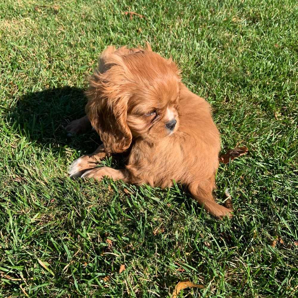 Meet your Posher, Maddie